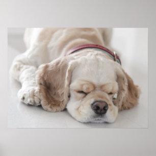 Poster Sommeil de chien de cocker