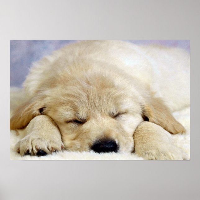 Poster Sommeil de chiot (Devant)