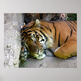 Poster Sommeil de tigre