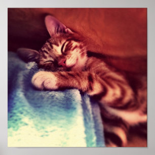 Poster Sommeil mignon de chaton