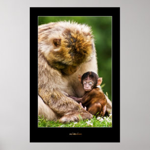 Poster Sommeil petit singe
