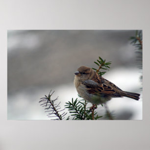 Poster Son oeil est sur le moineau