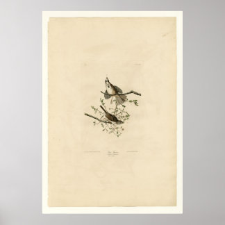 Poster Song Sparrow