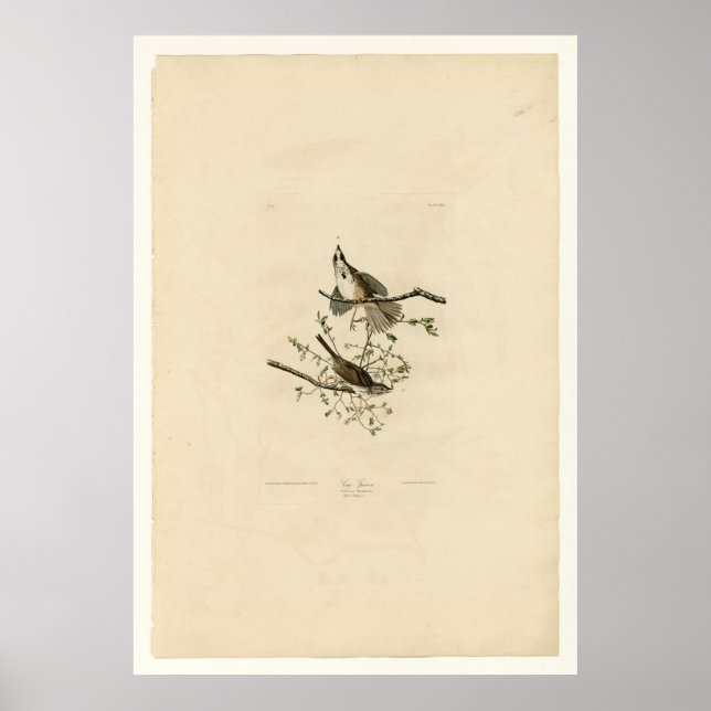 Poster Song Sparrow (Devant)