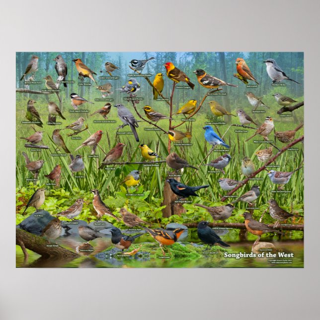 Poster Songbirds de l'Ouest (Devant)