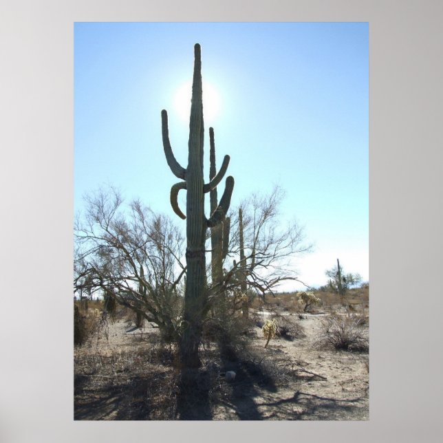 poster Sonoran Desert Scene 05 (Devant)