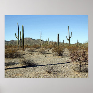Poster Sonoran Desert Scene 16