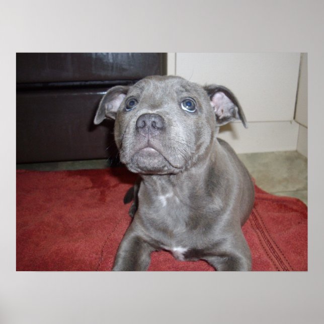 Poster Sooky Face Staffordshire Bull Terrier Puppy, (Devant)