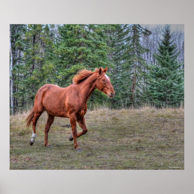 Poster Sorrel Leader Mare Amateurs de chevaux Equine Phot (Devant)