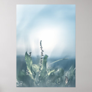 Poster Sorrel Plant Nature Photo