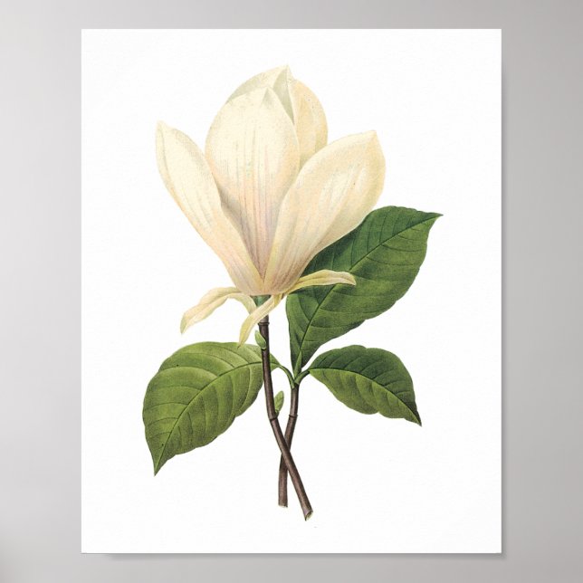 Poster soucoupe magnolia (Magnolia soulangiana) par Redou (Devant)