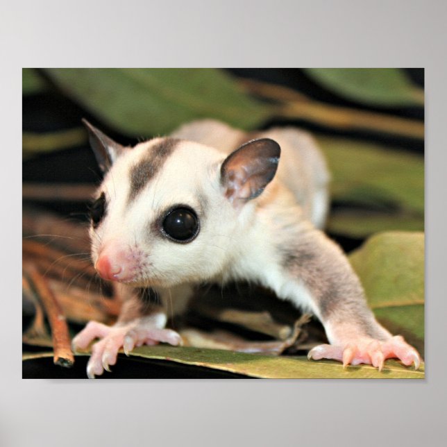 Poster Sougar Glider (Devant)