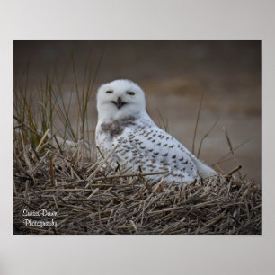 Poster souriant Snowy Owl