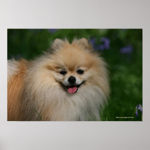 Poster Sourire de Poméranie