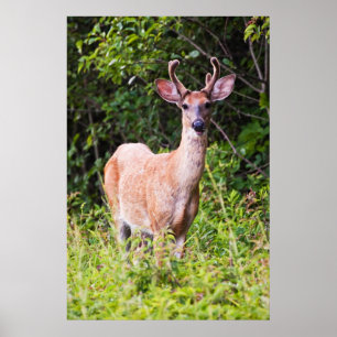 Poster Sourire gentil