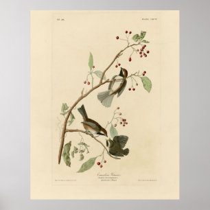 Poster Souris canadien de Audubon's Birds of America