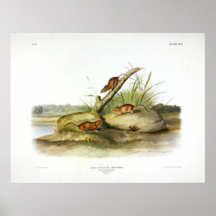 Poster Souris couleur orange (Souris dorée) par Audubon
