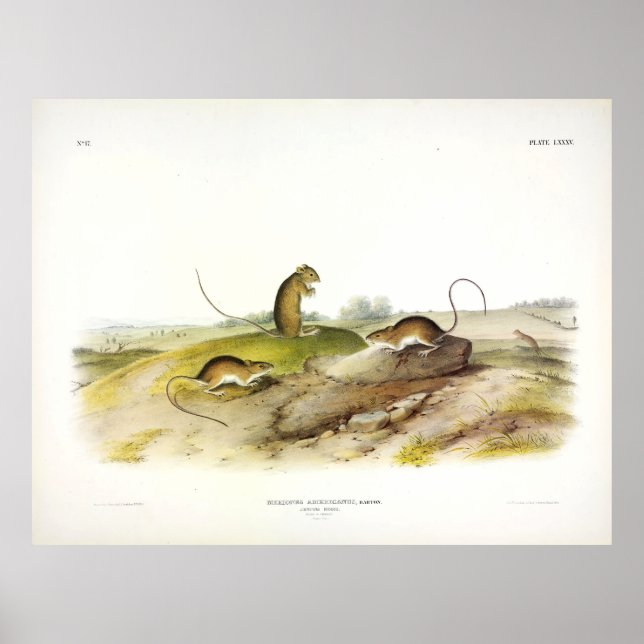 Poster Souris de saut ou souris de saut de prairie, par A (Devant)