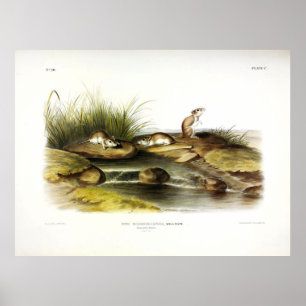Poster Souris du Missouri (sauterelle du Nord) par Audubo