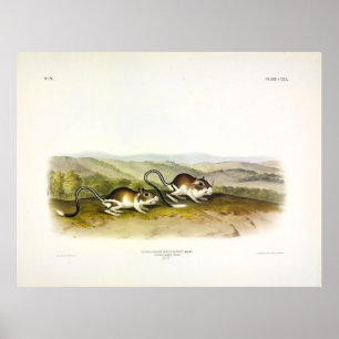 Poster Souris Jerboa poché (Kangaroo Rat) par Audubon