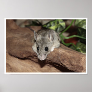 Poster Souris Mignonne, Gris