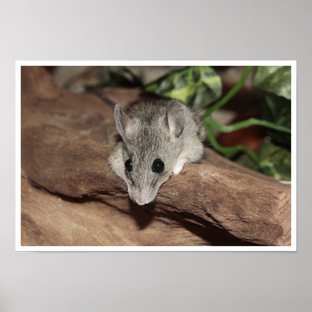 Poster Souris Mignonne, Gris (Devant)