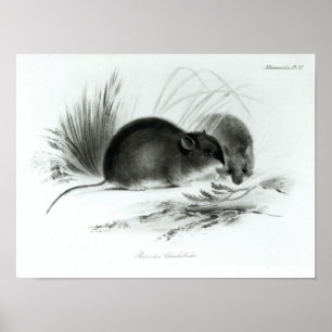 Poster Souris, Terre de Feu, Amérique du Sud c.1832-36