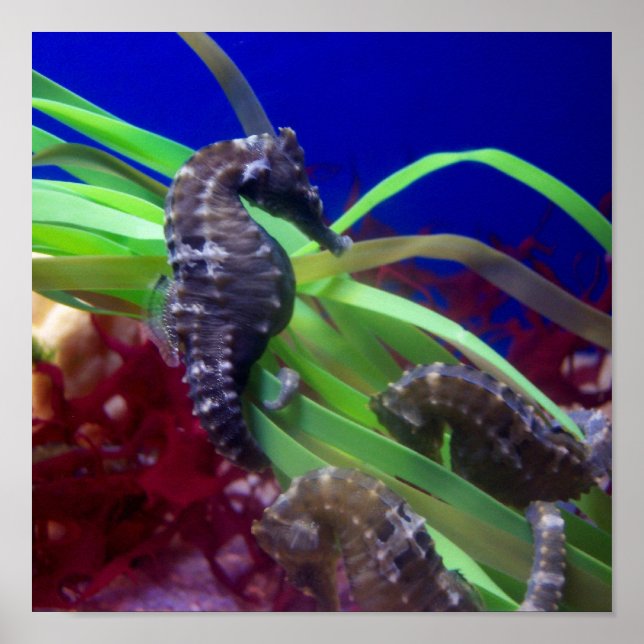Poster Sous la mer (Cheval) (Devant)