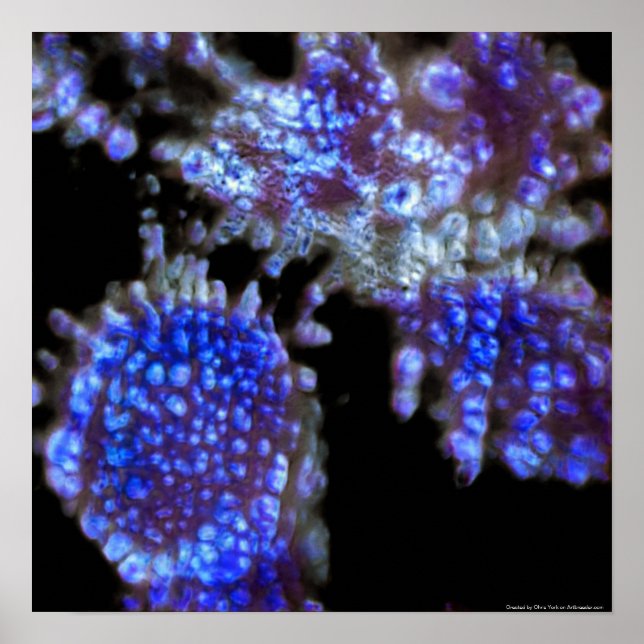 Poster Sous le microscope Art Print (Devant)