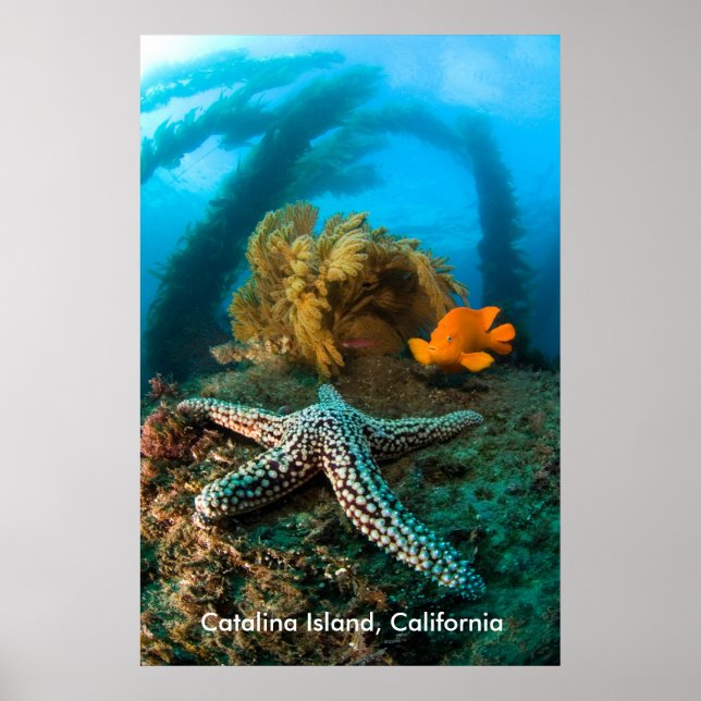 Poster Sous-marin Catalina Island, Californie (Devant)