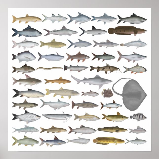 Poster South Asia Freshwater Fish Group (Devant)