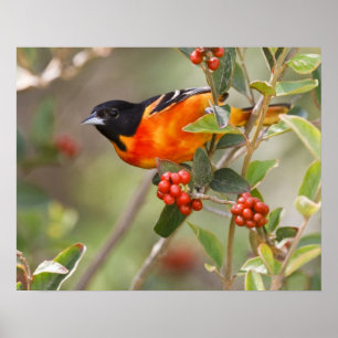 Poster South Padre Island, Texas, USA, Baltimore Oriole