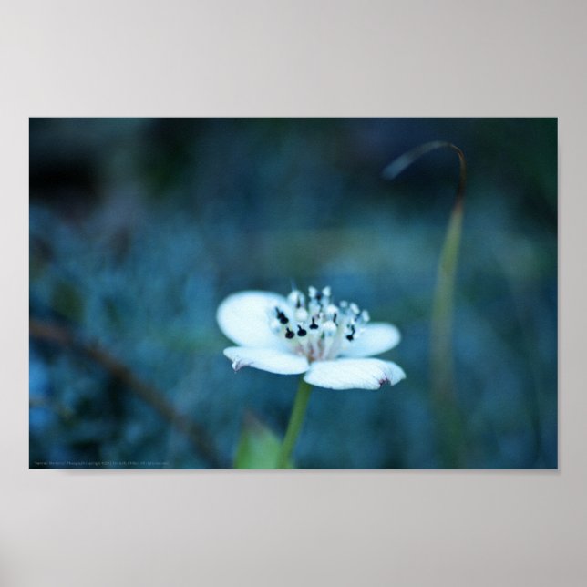 Poster Souvenirs d'été (Devant)