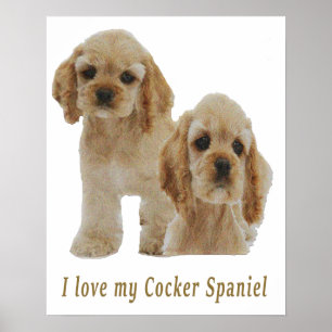 Poster spaniers cocker