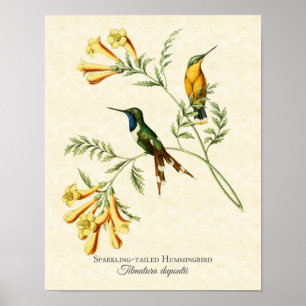 Poster Sparkling Tailed Hummingbird Art Print