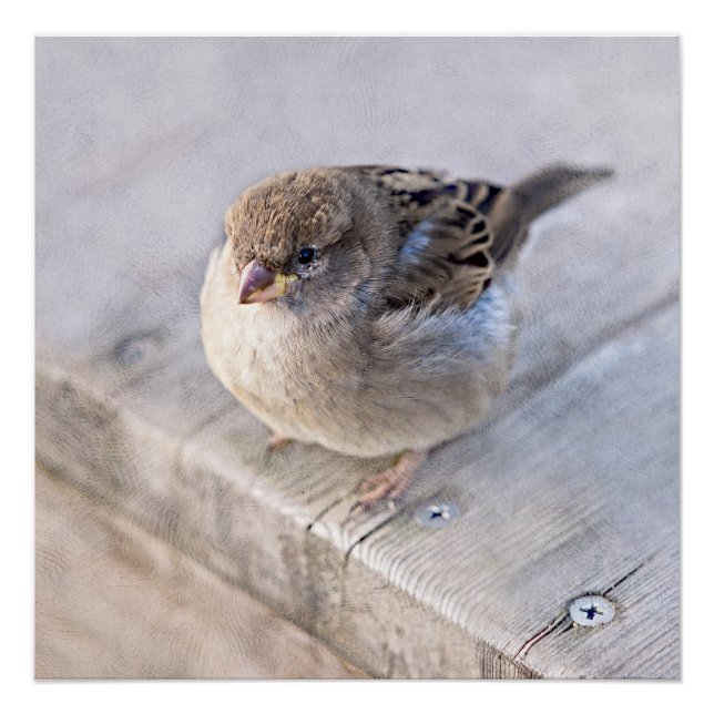 Poster Sparrow (Devant)