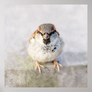 Poster Sparrow - Le Guerrier