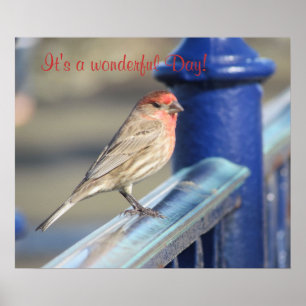 Poster - Sparrow on Fence