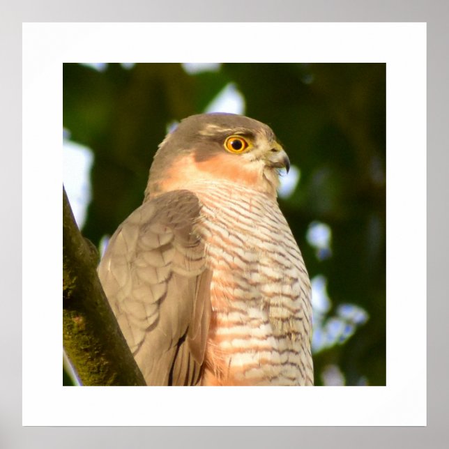 Poster Sparrowhawk (Devant)