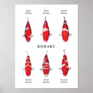 Poster species of Japanese koi fish: Kohaku