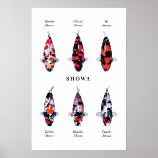 Poster species of Japanese koi fish: Showa