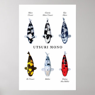 Poster species of Japanese koi fish: Utsurimono