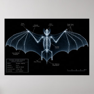 Poster Spécimen de musée de squelette de chauve-souris au