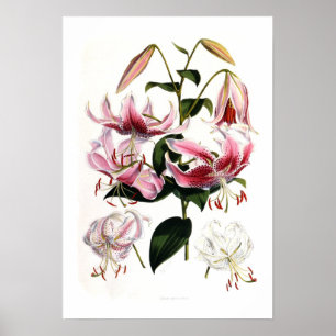 Poster Speciosum de Lilium
