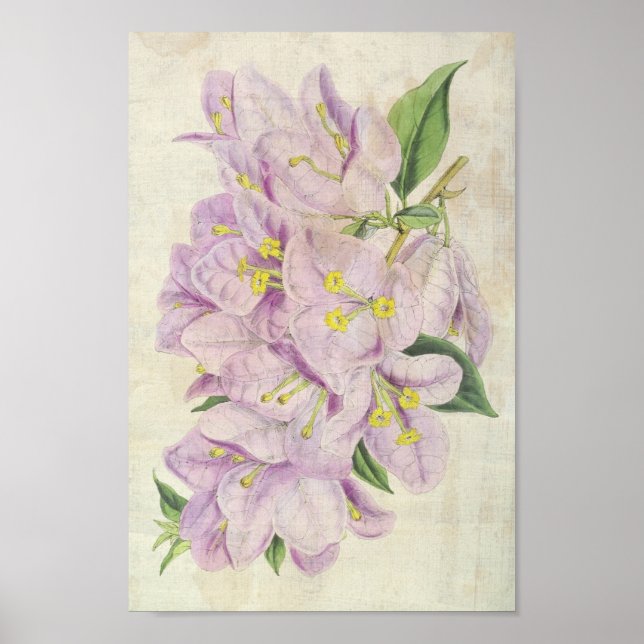 Poster Spectacle botanique vintage Bougainvillea (Devant)
