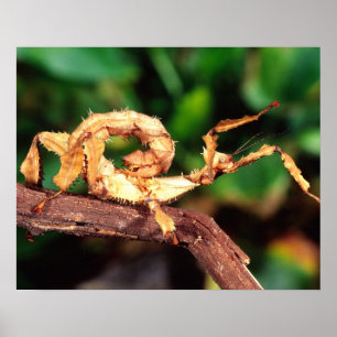 Poster Spectre de Macleay (phasme épineux),
