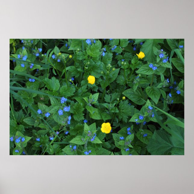 Poster Speedwell et Buttercups (Devant)