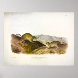 Poster Spermophile de Richardson, écureuil terrestre, Aud