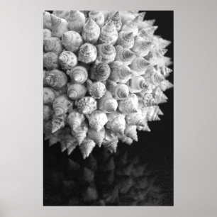 Poster Sphère de Shell
