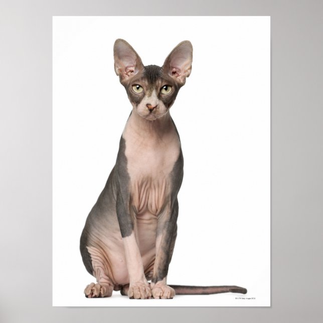 Poster Sphynx (7 months old) sitting (Devant)